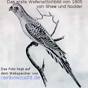 http://www.rainbowzucht.de/Bilder/erste_wellensittichbild_1805_.jpg